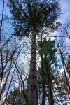 Pseudotsuga menziesii