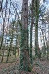 Pseudotsuga menziesii