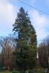 Pseudotsuga menziesii