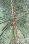 Pseudotsuga menziesii