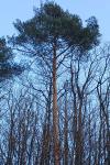 Pinus sylvestris