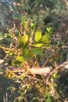 Buxus sempervirens