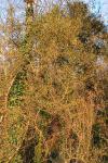 Buxus sempervirens
