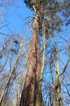 Pinus pinaster
