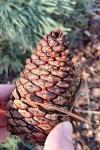 Pinus pinaster