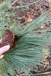 Pinus pinaster