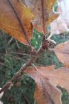 Quercus pubescens