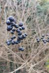 Ligustrum vulgare