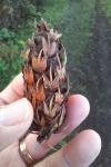 Pseudotsuga menziesii