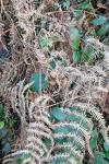 Pteridium aquilinum