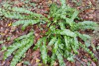 Asplenium scolopendrium