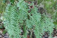 Polypodium