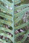 Polypodium