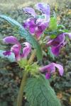 Lamium maculatum