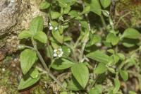 Moehringia trinervia