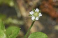 Moehringia trinervia
