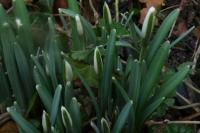 Galanthus nivalis
