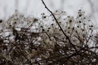 Clematis vitalba