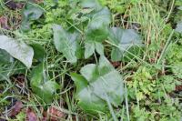 Arum italicum