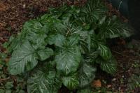 Arum italicum