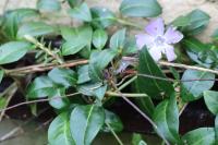 Vinca minor
