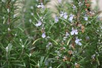 Salvia rosmarinus