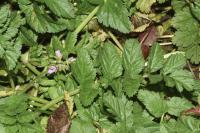Erodium moschatum