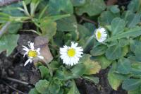 Bellis perennis