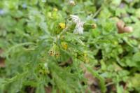 Senecio vulgaris