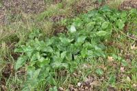 Arum italicum