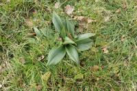 Himantoglossum hircinum