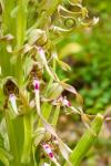 Himantoglossum hircinum