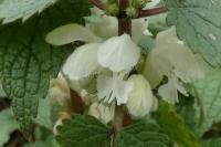 Lamium album