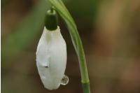 Galanthus nivalis