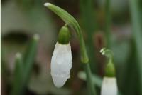 Galanthus nivalis