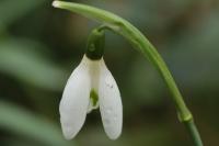 Galanthus nivalis