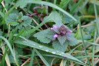 Lamium purpureum