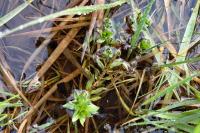 Lythrum