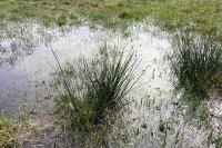 Juncus effusus