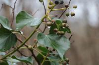 Hedera helix
