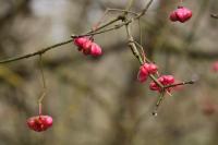 Euonymus europaeus