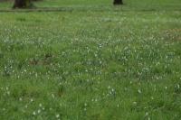 Galanthus nivalis