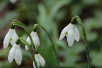 Galanthus nivalis