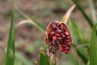Iris foetidissima