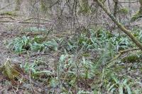 Asplenium scolopendrium