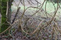 Clematis vitalba