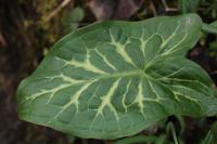 Arum italicum