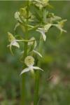 Platanthera chlorantha