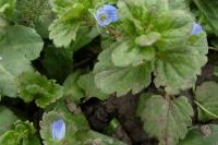 Veronica persica