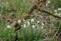Galanthus nivalis